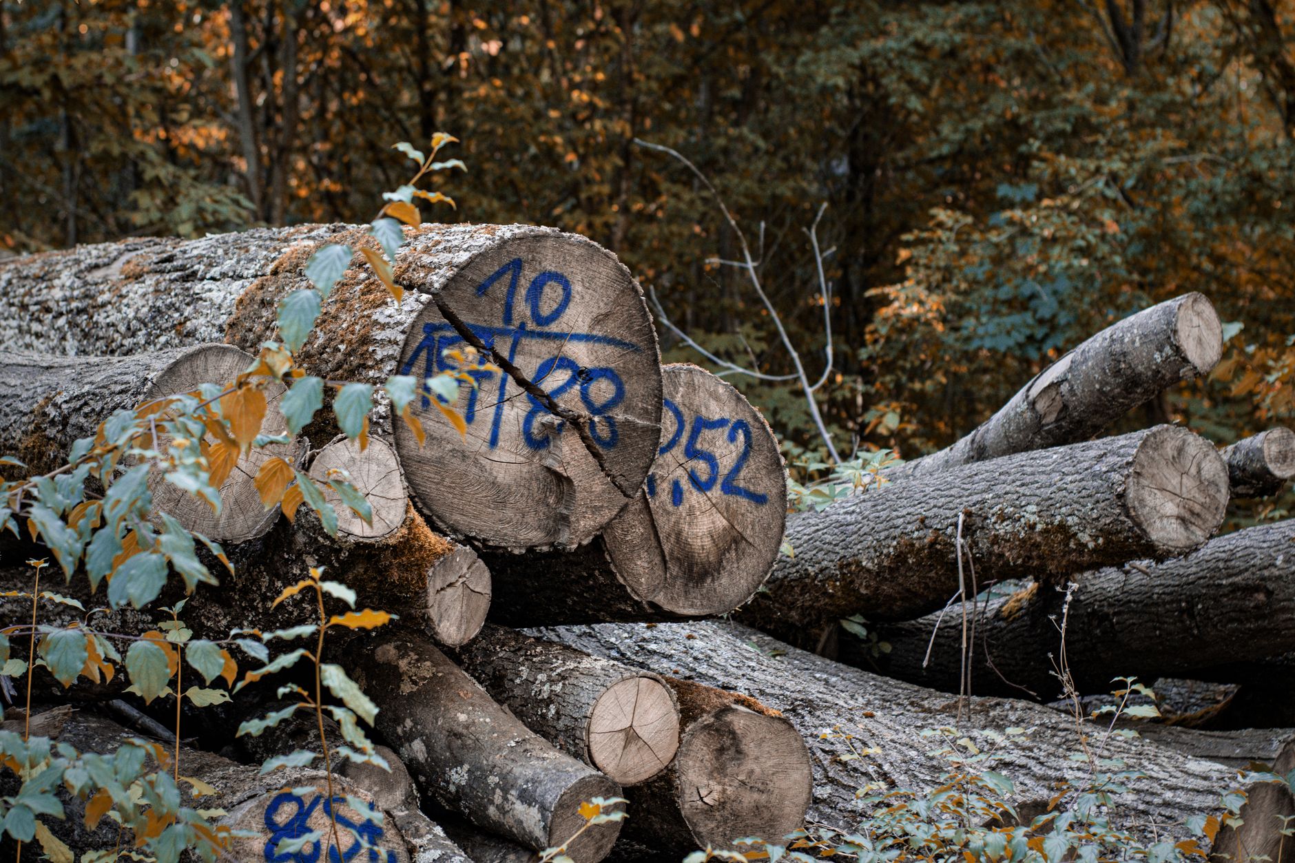 Log Management: รวบรวมและวิเคราะห์ Log ด้วย Syslog และ ELK Stack — ทำไมต้องรวบรวม Log | Forex คู่มือ iCafeForex