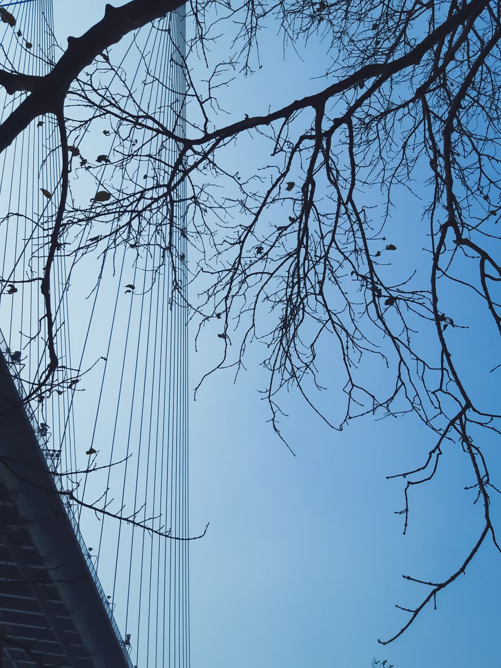 Spanning Tree Protocol (STP): ป้องกัน Loop ใน Layer 2 Network — STP Variants | Forex คู่มือ iCafeForex